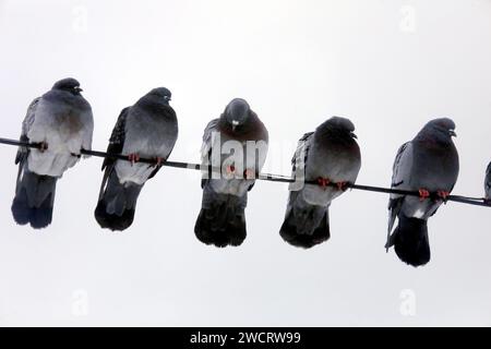 VYSHNEVE, UKRAINE - 15. JANUAR 2024 - Tauben sitzen am Draht, Vyshneve, Kiew, Nord-Zentral-Ukraine. Stockfoto