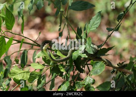 goldene Baumschlange (Chrysopelea ornata) Stockfoto