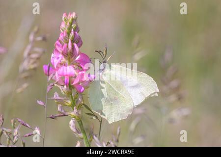 Gemeiner Schwefel-Schmetterling - Gonepteryx rhamni saugt mit seinem Stammnektar aus einer Blüte des gemeinen Esparsfoins - Onobrychis viciifolia Stockfoto