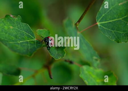 Kleiner roter Käfer auf einem grünen Blatt Stockfoto