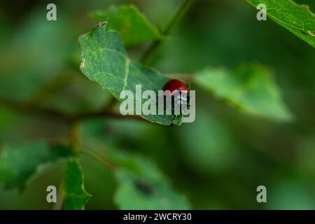 Kleiner roter Käfer auf einem grünen Blatt Stockfoto