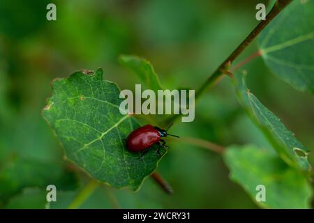 Kleiner roter Käfer auf einem grünen Blatt Stockfoto