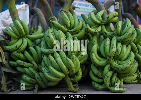 Eine lebendige Präsentation frischer, unreifer Bananen, die ordentlich auf einer Arbeitsplatte in einem lokalen Lebensmittelgeschäft angeordnet sind Stockfoto