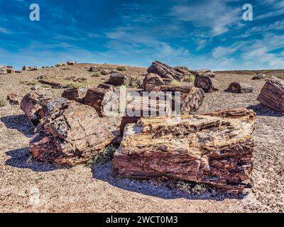 Versteinerte Gesteine aus dem Versteinerten Wald in der Nähe von Holbrook Arizona, USA Stockfoto