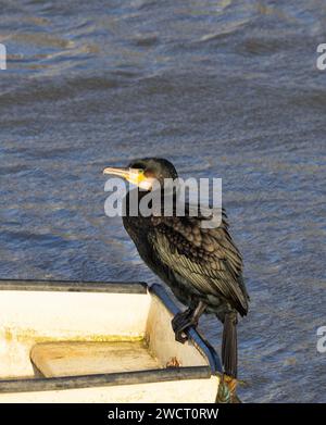 Ein Kormorant ruht sich aus, um sich in der Wintersonne aufzuwärmen. Tauchen auf der Jagd nach Beute in kaltem Wasser erfordert trockenes, wasserdichtes Gefieder Stockfoto