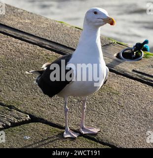 Die größten Möwen Großbritanniens, die Great Black-Backed Seagull, brüten an felsigen Küsten, und im Winter werden die Zahlen von Migranten aus dem Norden erhöht Stockfoto