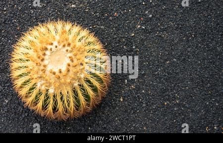 Nahansicht. Golden Barrel Cactus oder Echinocactus grusonii. Gesehen in Jardin de Cactus. Viel Platz für Text. Lanzarote, Kanarische Inseln, Spanien Stockfoto