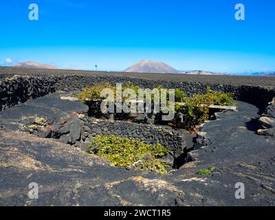 Weinreben auf schwarzem vulkanischem Boden in den Weinbergen von La Geria Azinast wolkenlos blauem Himmel. Lanzarote, Kanarische Inseln, Spanien. Stockfoto