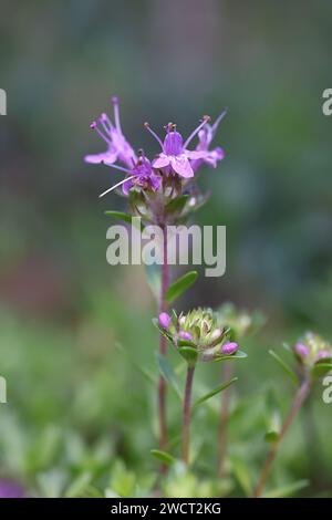 Breckland Thyme, Thymus serpyllum, auch bekannt als Kriechthymian, Wildthymian, Wildblütenpflanze aus Finnland Stockfoto