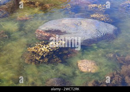 Fucus vesiculosus, bekannt unter den gebräuchlichen Bezeichnungen Blasentrümpfe, Felskraut und Seetrauben, und grüne Algen, die Cladophora glomerata genannt werden Stockfoto