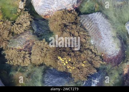 Braunalgen, die Pylaiella littoralis genannt werden und auf Fucus vesiculosus wachsen, auch bekannt als Blasentang, Felskraut und Seetang, Algen aus der Ostsee SE Stockfoto