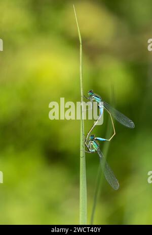 Zwei Blaue Damselfliegen Enallagma cyathigerum, paarend auf einem Grasstamm, Juni Stockfoto