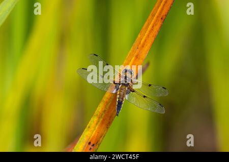 Vierfleckiger Chaser Libellula quadrimaculata, ruht auf einem Schilf an einem Teichrand, RSPB Saltholme Reserve, Teesside, Juni Stockfoto