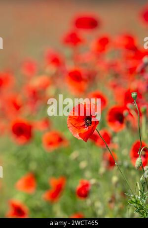 Papaver Rhoeas, blüht auf einem Feld, Norfolk, Juni Stockfoto