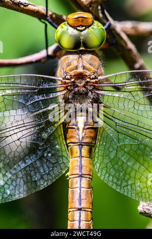 Norfolk Hawker Aeshna Isosceles, Nahaufnahme, ruht auf der Hecke, RSPB Strumpshaw Reserve, Juni Stockfoto