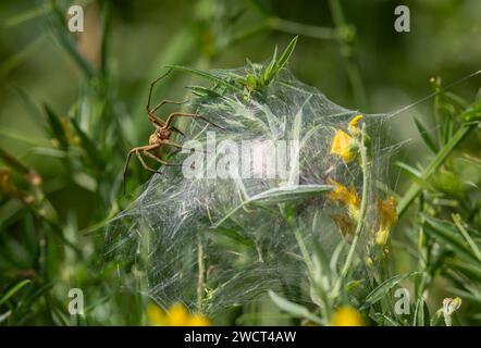 Die Spinnennetze im Kindergarten Pisaura mirabilis bewacht ihre Eier, Norfolk, Juni Stockfoto