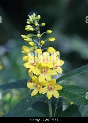 Gelber Loosestrife, Lysimachia vulgaris, auch bekannt als Garden loosestrife oder Yellow Garden loosestrife, wilde blühende Pflanze aus Finnland Stockfoto