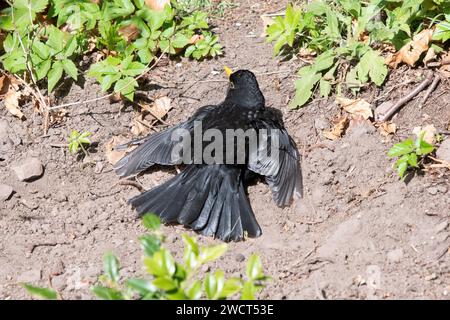 Schwarzvogel - turdus merula - männlich, Sonnenbaden in Großbritannien - Teil der routinemäßigen Federpflege Stockfoto