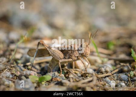Ein blauer Grasshopper (Oedipoda caerulescens) sitzt auf dem Boden, sonniger Tag im Sommer, Wien (Österreich) Stockfoto