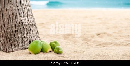 Kokosnüsse am Strand mit Kopierraum. Grüne Kokosnüsse liegen auf Sand mit Palmen, Sommertag Stockfoto