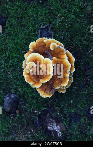 Pycnoporellus fulgens, ein orangefarbener Bracketpilz, der auf Birke in Finnland wächst, kein allgemeiner englischer Name Stockfoto