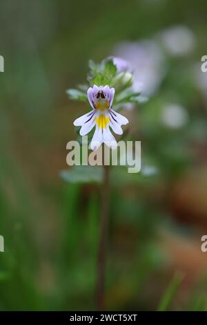 Medikament Augentrost, Euphrasia stricta, auch bekannt als Europäischer Augentrost, Glossy Eyebrost oder Stiff Eyebrost, traditionelle Heilpflanze aus Finnland Stockfoto