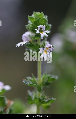 Medikament Augentrost, Euphrasia stricta, auch bekannt als Europäischer Augentrost, Glossy Eyebrost oder Stiff Eyebrost, traditionelle Heilpflanze aus Finnland Stockfoto