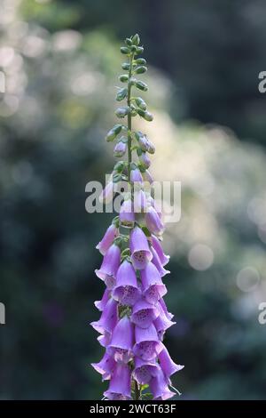 Digitalis purpurea, der Fingerhandschuh, traditionelle Quelle der Herzmedizin namens Digoxin, besser bekannt als Digitalis Stockfoto