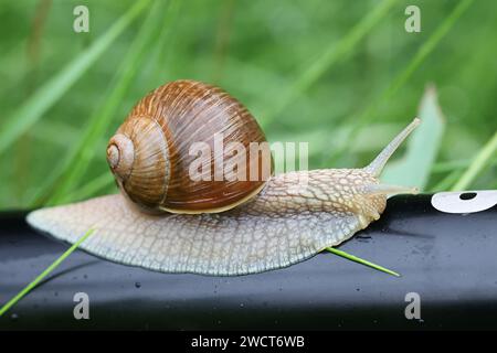 Helix pomatia, wie die Römischen Schnecke bekannt, Weinbergschnecken, weinbergschnecke oder Escargot, einer Art Atemluft- land Schnecken Stockfoto