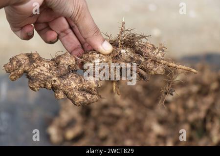 Frisches Stück Ingwer aus dem Boden geerntet, in der Hand gehalten mit einem Haufen Ingwer auf dem Hintergrund Stockfoto