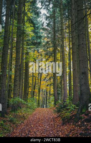 Ein ruhiger Pfad schlängelt sich durch einen üppigen Herbstwald, umgeben von hoch aufragenden Bäumen Stockfoto