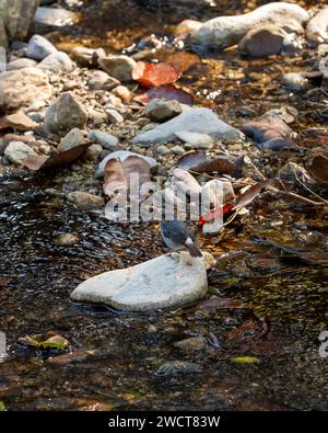 Plumbeous Water Redstart oder Rhyacornis fuliginosa Vogel, der auf Felswänden im Ramganga River River River im jim corbett National Park thront Stockfoto