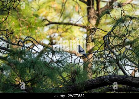 Blaue Pfeifdrossel oder Myophonus caeruleus Vogel hoch oben auf Kiefern in den Ausläufern des himalaya uttarakhand indien asien Stockfoto