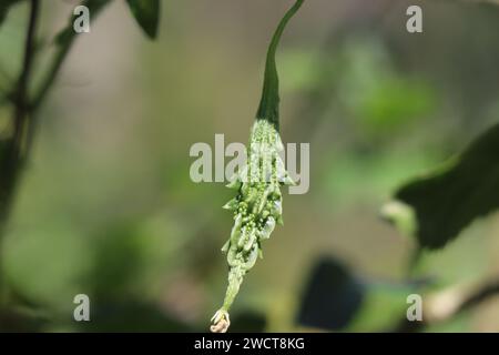 Kleines Bitterkürbis-Gemüse, das auf der Weinrebe wächst, mit natürlichem Hintergrund Stockfoto