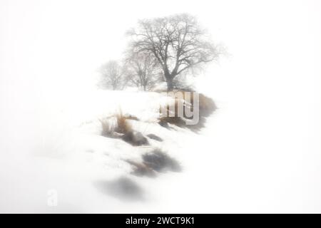 Eine minimalistische Winterszene mit einer einsamen Eiche, die aus einem weichen, weißen Nebel hervorgeht, umgeben von einer schneebedeckten Landschaft und schwachen Konturen weit entfernter Bäume Stockfoto