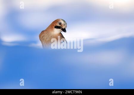 Ein Europäischer jay blickt neugierig hervor mit einem sanften blau-weißen Hintergrund, seine Federn sind eine Mischung aus cremiger Bräune und auffälligem Blau Stockfoto