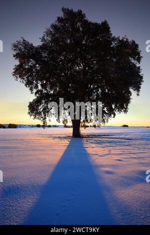 Das goldene Stundenlicht wirft einen langen Schatten hinter einer Eiche, die allein gegen ein schneebedecktes Feld steht, von dem Tierspuren wegführen Stockfoto