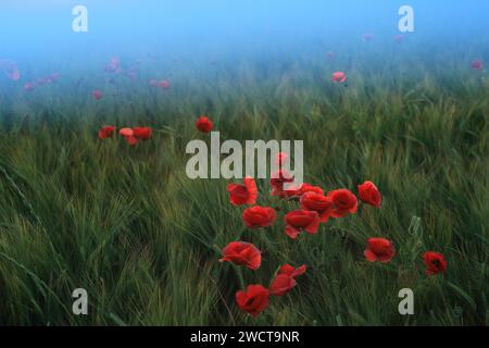 Mystische Landschaft mit rotem Mohn, die in einem Meer aus grünem Weizen steht, umhüllt von einem traumhaften Morgennebel, schafft ein Gefühl von Mysterium und Zauber Stockfoto