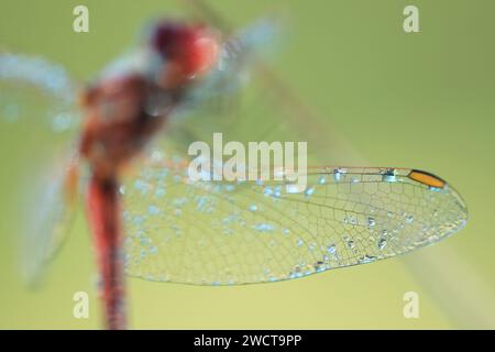 Makroaufnahme, die das komplizierte Muster eines Libellenflügels mit funkelnden Tau-Tropfen mit weichem Hintergrund erfasst. Stockfoto