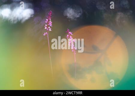 Zwillingsstiele von Orchis mascula vor einem traumhaften Bokeh-Hintergrund, die ihre statueske Schönheit hervorheben Stockfoto