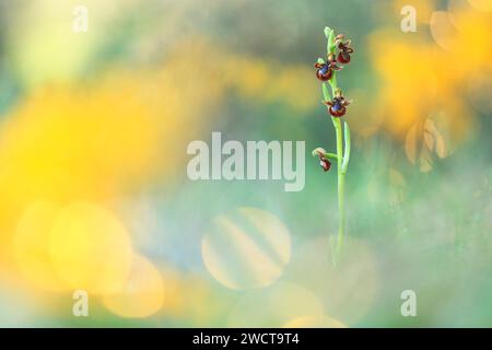 Spiegel der Venus-Orchidee vor einem verschwommenen goldenen Hintergrund, mit Licht, das einen Bokeh-Effekt um die zarten Blüten erzeugt Stockfoto