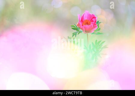 Eine zarte Berdrose mit leuchtenden rosafarbenen Blüten, eingebettet zwischen sanften grünen Blättern, vor einem traumhaften, bokeh beleuchteten Hintergrund Stockfoto