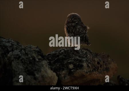 Eine kleine Eule thront bei Sonnenaufgang ruhig auf einem flechtenbedeckten Felsen mit einem weichen, orangen Himmel im Hintergrund Stockfoto