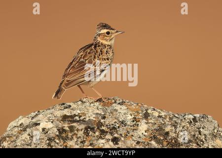 Seitenansicht eines kleinen Vogels mit kompliziertem Gefieder auf einem flechtenbedeckten Felsen vor einem glatten, braunen Hintergrund Stockfoto