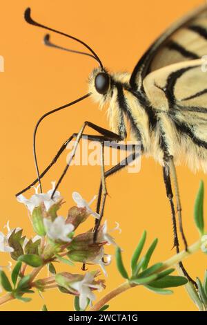 Makroporträt eines Papilio-Machaon-Schmetterlings mit komplizierten Details auf blühenden weißen Blumen vor senfgelbem Hintergrund Stockfoto