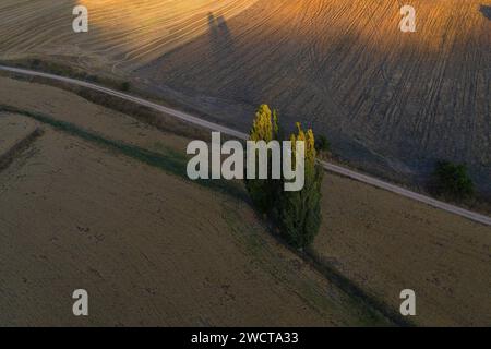 Der Sonnenuntergang wirft lange Schatten über eine Landstraße, die von Zypressen gesäumt ist, in den Feldern von Alcarria Stockfoto