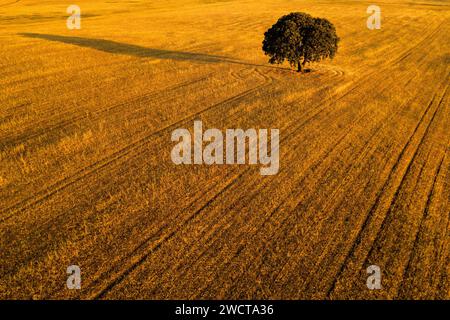 Am späten Nachmittag wirft das Sonnenlicht einen langen Schatten von einem einsamen Baum, der in den goldenen Feldern von Alcarria steht Stockfoto