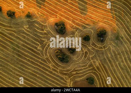 Luftaufnahme, die während der goldenen Stunde die komplizierten Muster von gepflügten Feldern und Bäumen in der Region Alcarria erfasst Stockfoto