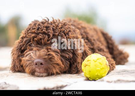 Der spanische Wasserhund liegt neben einem lebhaften Tennisball auf einer strukturierten Steinoberfläche, der entspannt und zufrieden mit einem weichen, verschwommenen Hintergrund aussieht Stockfoto