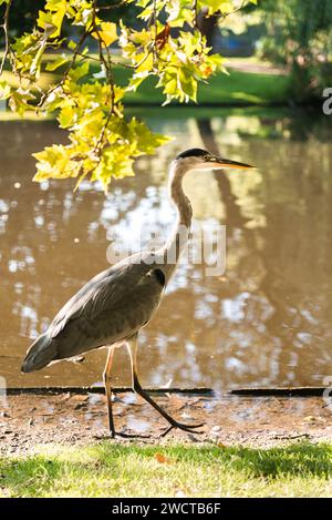 Ein großer Reiher steht am Ufer des Wassers, beleuchtet von der Sonne zwischen Herbstblättern Stockfoto